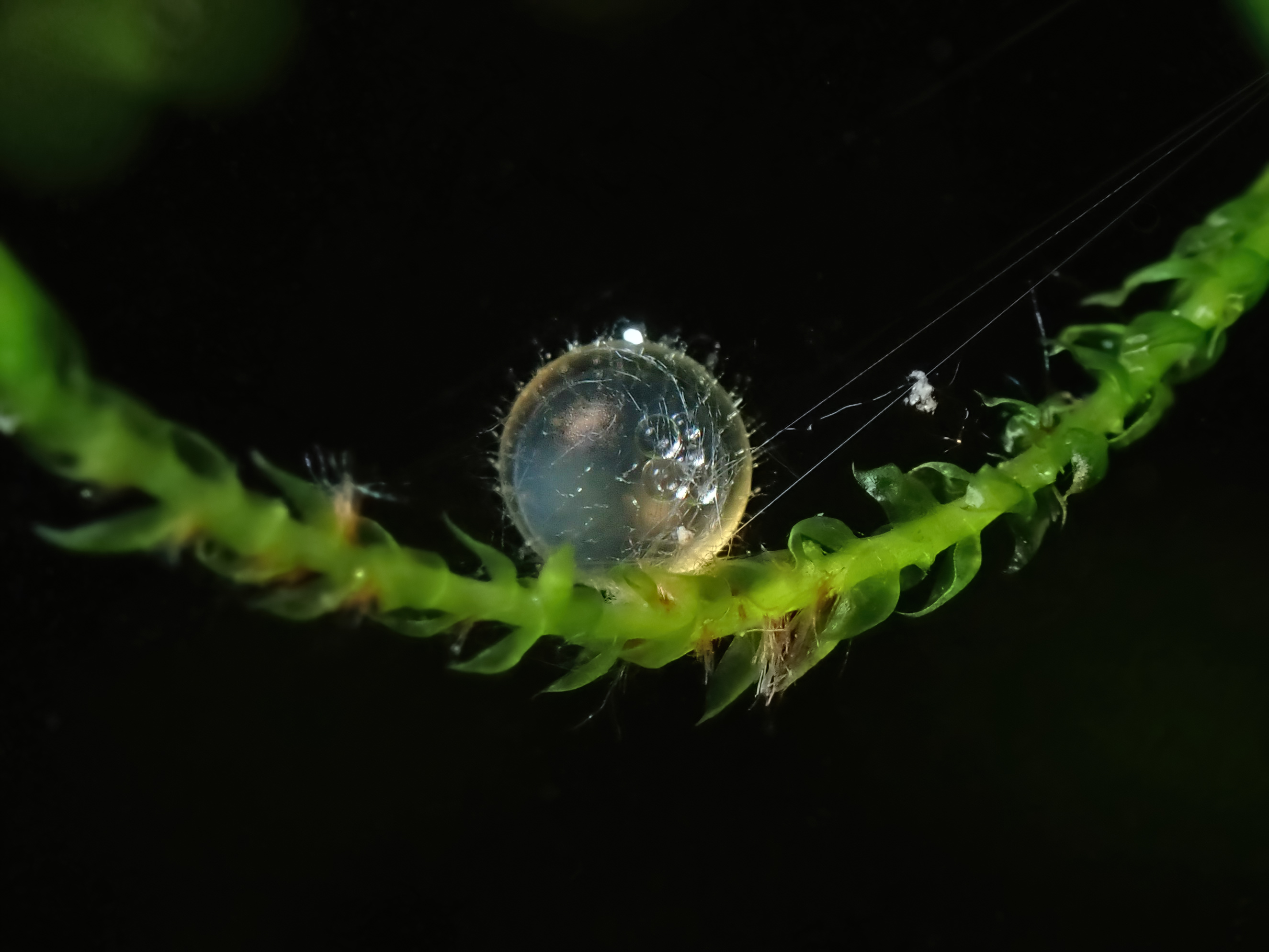 Close-up of a newly laid medaka egg attached to an aquatic plant